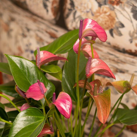 Close-up view of a blooming flamingo flower.