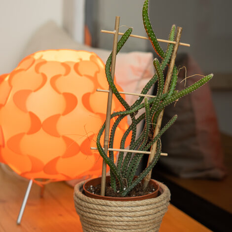 Close-up view of the Queen of the Night plant with orange floor lamp.