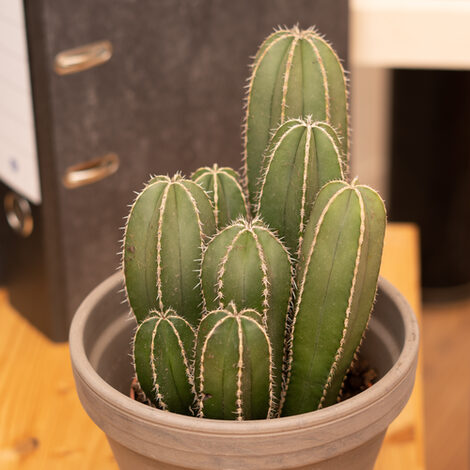 Close-up view of a cactus with a document folder in the background.