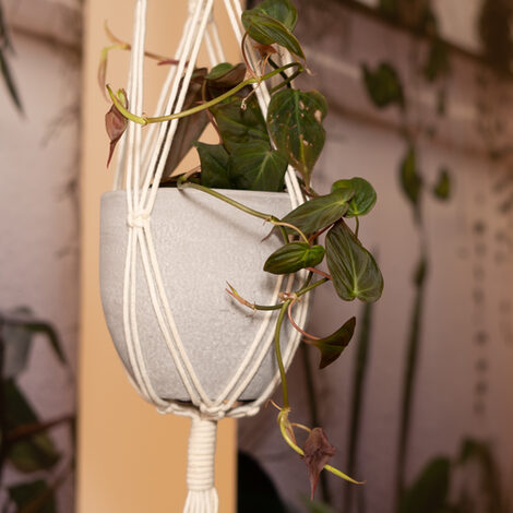 Close-up view of a hanging climbing plant in a white flower pot.