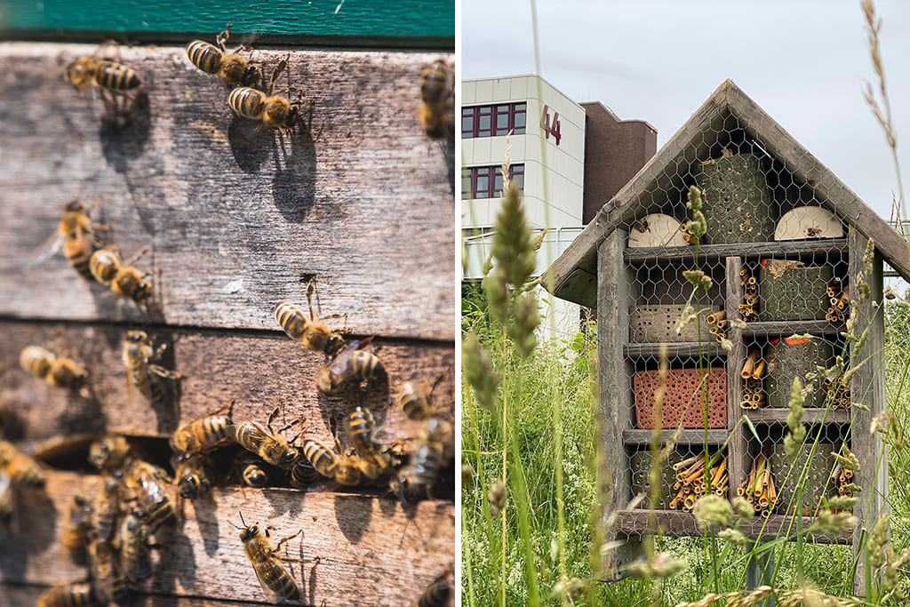 Bienen und ein Bienenhotel