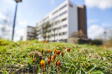 Photo of orange crocuses in front of building 44, which can only be seen very blurred in the background. __ <br>Orange crocuses in front of building 44, which can only be seen very blurred in the background.