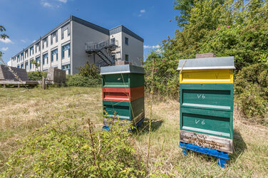 Foto von zwei bunten Bienenstöcke auf der Wiese vor dem Gebäude 42 in der Emil-Figge-Straße. __ Two colorful beehives stand in a meadow in front of building 42.