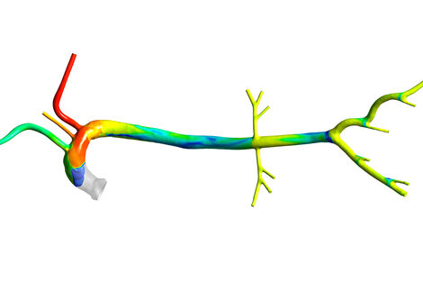 Distribution of oxygen-enriched blood in the arterial vascular system