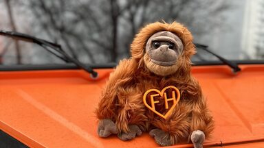 Ein Affe sitzt auf einem Oldtimer.