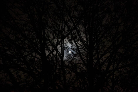The moon shines small and white out of a night-black sky through a dense, dark tangle of branches of several trees.