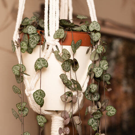 Close-up view of a hanging candelabra flower in a white flowerpot.