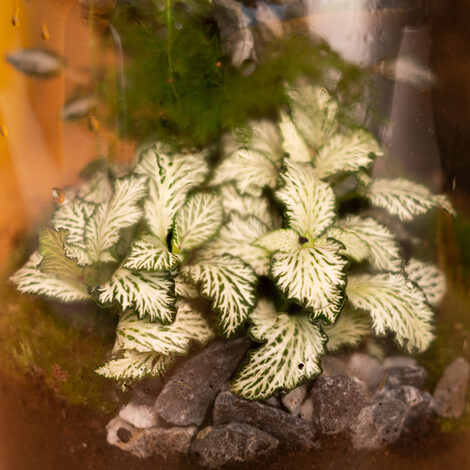 Detailaufnahme eines Tiny Gardens im Glas.