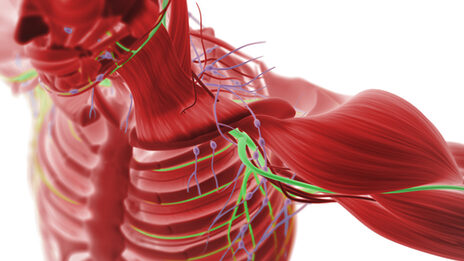 Eine 3D-Illustration eines Menschen ohne Hautschicht, bei dem Knochen, Muskeln und Nerven zu sehen sind.