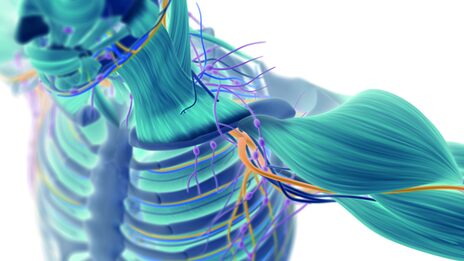 Eine 3D-Illustration eines Menschen ohne Hautschicht, bei dem Knochen, Muskeln und Nerven zu sehen sind.